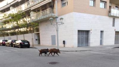Dos ejemplares paseándose por la calle Mercè Rodoreda. FOTO: DT