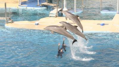 Imagen de archivo de uno de los espectáculos de delfines que se celebran en el parque Aquopolis. FOTO:DT