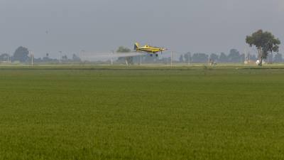Una avioneta, fumigant un camp d’arròs. FOTO: JOAN REVILLAS