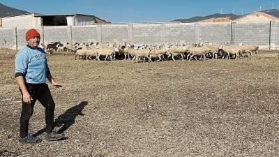 Josep Lluís Molina, just abans de sortir amb les ovelles a pasturar, al corral, situat als afores del Pla de Santa Maria. FOTO: J.G.
