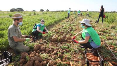 Voluntarios espigando zanahorias en los terrenos del Baix Camp en los que trabaja Ramon. FOTO: Alba Mariné