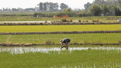 Los arrozales del Delta del Ebro son uno de los elementos más característicos en el paisaje de esta sociedad, muy ligada al campo y la agricultura. FOTO: Joan Revillas