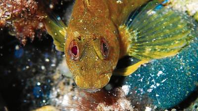 Fauna invertebrada marina que vive en el litoral cambrilense . FOTO: CEDIDA