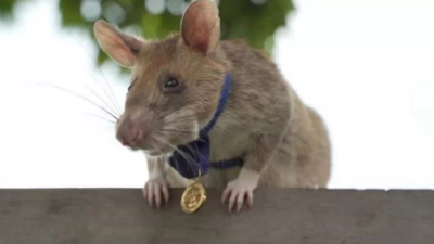 La rata, con su medalla. FOTO: EFE