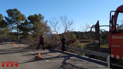 Entre los avisos a los que acudieron este domingo, 27 de enero, también destaca la retirada de un árbol caído en la carretera TV-7021 en Cornudella de Montsant. FOTO: BOMBERS