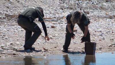 Agentes rurales recogen peces muertos en la desembocadura del río Foix. FOTO: ACN