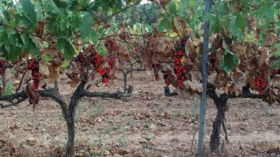 Ejemplos de la aplicación de análisis de imágenes: detección de uva en el viñedo para poder hacer la estimación de la vendimia.