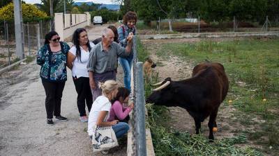 Imatge de la Vaca Margarita quan estava a la seua llar a Tortosa. El Hogar ProVegan