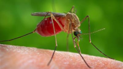 Imagen de archivo de un mosquito del virus del Nilo. Cedida