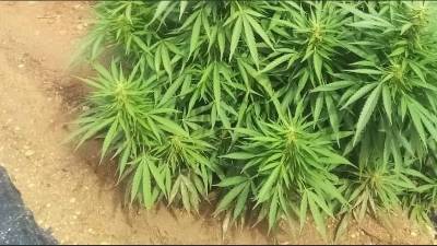 Imagen de archivo de una planta de cáñamo. Foto: DT