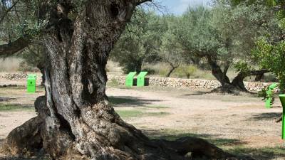 Exemplar d’olivera mil·lenària, al terme de la Sénia. FOTO: JOAN REVILLAS