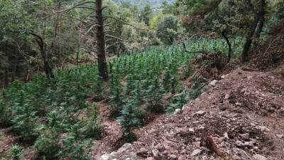 La plantación de marihuana en Prades. FOTO: Mossos d'Esquadra