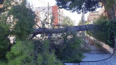 Imagen de un árbol caído en Calafell. Foto: J.M.B.