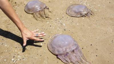 Imagen de archivo de tres ejemplares grandes de medusa en un playa. Cedida