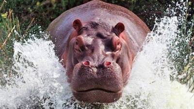 Imagen de archivo de un hipopótamo. Cedida