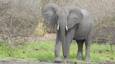 Tanto los elefantes africanos (en la foto) como los asiáticos están en peligro de extinción. FOTO: ÀNGEL JUANPERE