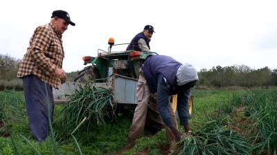 Imatge de tres pagesos collint calçots a Valls. ACN