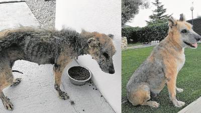 Imatge de l’abans i després de la gosseta Sàhara. FOTO: Cedida