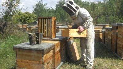 Un apicultor treballant la cura de les abelles i la producció de la mel. FOTO: Joan Revillas