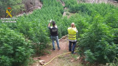 Desmantelado un cultivo de 2.123 plantas de marihuana en una zona rural de Tarragona. Foto: Guardia Civil