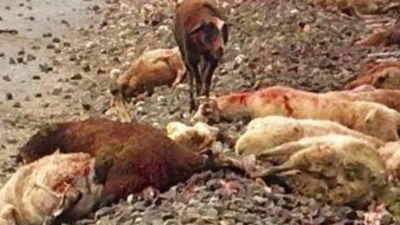 Imagen de ovejas masacradas parecidas a las que se encontraron en la explotación ganadera de Cambrils.
