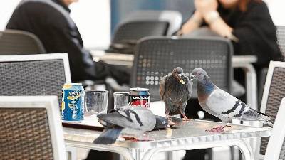 Reus cuenta con una población de 40.000 palomas. FOTO: alba mariné