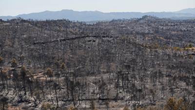 Vista del terreno calcinado en el incendio en la Ribera d'Ebre. Foto: EFE