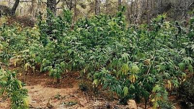 Plantació desmantellada a Arnes. FOTO: Mossos d’Esquadra