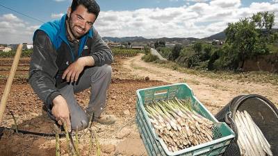 Ruben Foz recoge diariamente los espárragos de su tierra. Estos se venden de forma directa o en conserva, con la marca Foz Clua. FOTO: Joan Revillas