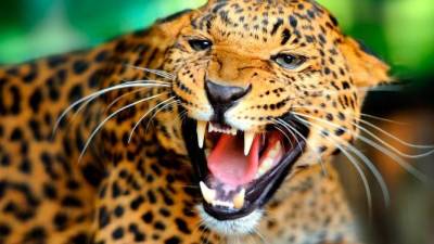 Imagen de archivo de un leopardo como el que atacó al pequeño