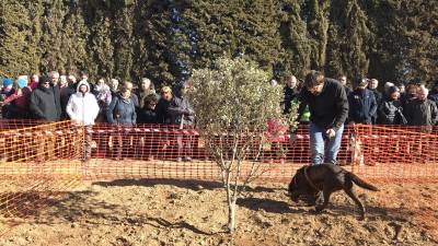 Un participant amb el seu gos durant el concurs de gossos tofonaires al camp de futbol de Vilanova de Prades. FOTO: ALBA TUDÓ