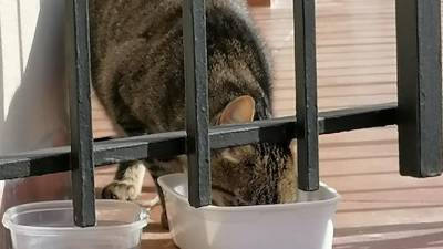 Imagen de uno de losdos animales que es alimentado por la vecina a través del balcón. FOTO: CEDIDA