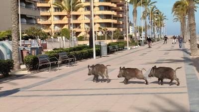 Jabalíes en el paseo marítimo de Cunit.