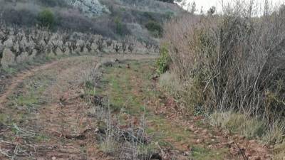 Unas 200 viñas quedaron arrasadas por el paso de los coches.