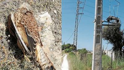 El ave fue encontrada a los pies de la torre que se observa en la derecha de la imagen. FOTO: DT