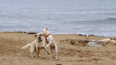 Unos perros juegan en una playa de Cambrils.