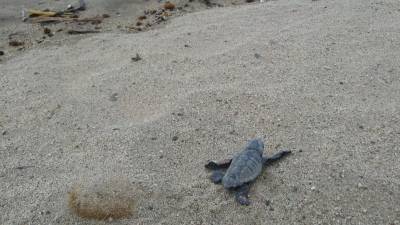 Uno de los 15 ejemplares que esta mañana han eclosionado en la playa de L'Ardiaca