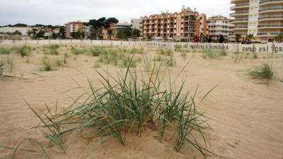 En Torredembarra se han recuperado dunas en la playa gracias a plantas submarinas. FOTO: Pere Ferré