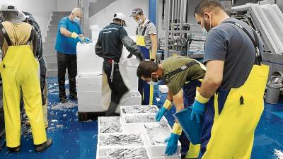 Pescadores y trabajadores de la Confraria de Pescadors de Tarragona, escogiendo la sardina y el boquerón en la sala envasadora. FOTO: ALBA MARINÉ
