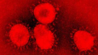 Imagen del virus que ha afectado a un paciente. Cedida