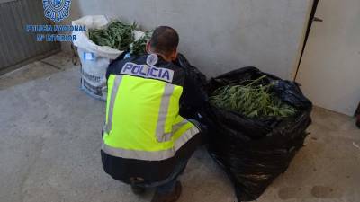 Las plantas arrancadas y colocadas en bolsa. Están custodiadas por un agente de la Policía Nacional.