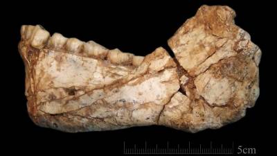 Mandíbula de Homo Sapiens hallada en la localidad de Yebal Irhoud, en Marrakech. Foto: efe
