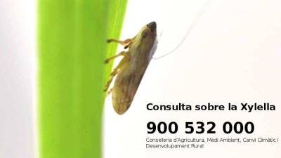 Telèfon sobre la perillosa plaga activat pel Govern Valencià. Foto. GVA