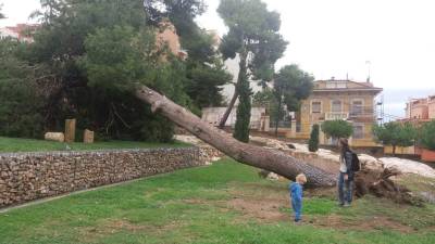 Un pino arrancado en el parque. Es un ejemplo de los muchos árboles dañados en Tarragona. FOTO: A.Juanpere