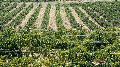 Unió de Pagesos insta Agricultura a ampliar els ajuts del míldiu als viticultors afectats pel cop de calor del 2019. Foto: J. Revillas