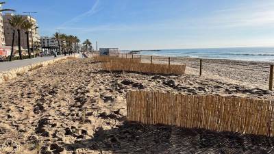 Barreras con cañas para retener arena en la playa de Calafell.