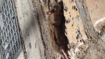 Rata morta a les Cols. Foto: J.B.