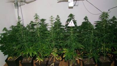 Las plantas de marihuana estaban en una de las habitaciones de la vivienda. Foto: Mossos d'Esquadra