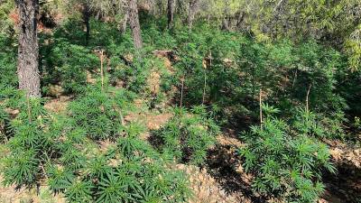 Desarticulen una organització dedicada al cultiu de marihuana en zones boscoses del Priorat. Foto: Mossos