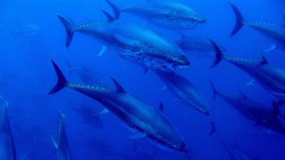 Imatge de desenes d’exemplars de tonyina roja a la mar Mediterrània. FOTO: GRUP BALFEGÓ